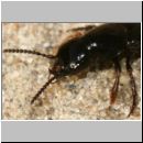 Quedius sp - Kurzfluegler 01b 11mm.jpg